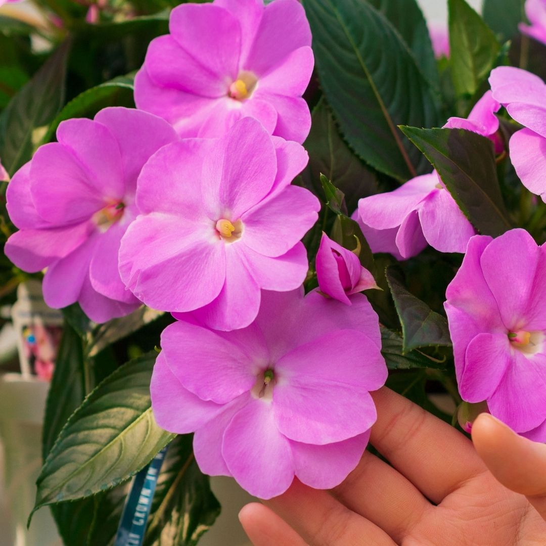 New Guinea Impatiens – Super Sonic Lavender – 8″ Hanging Basket